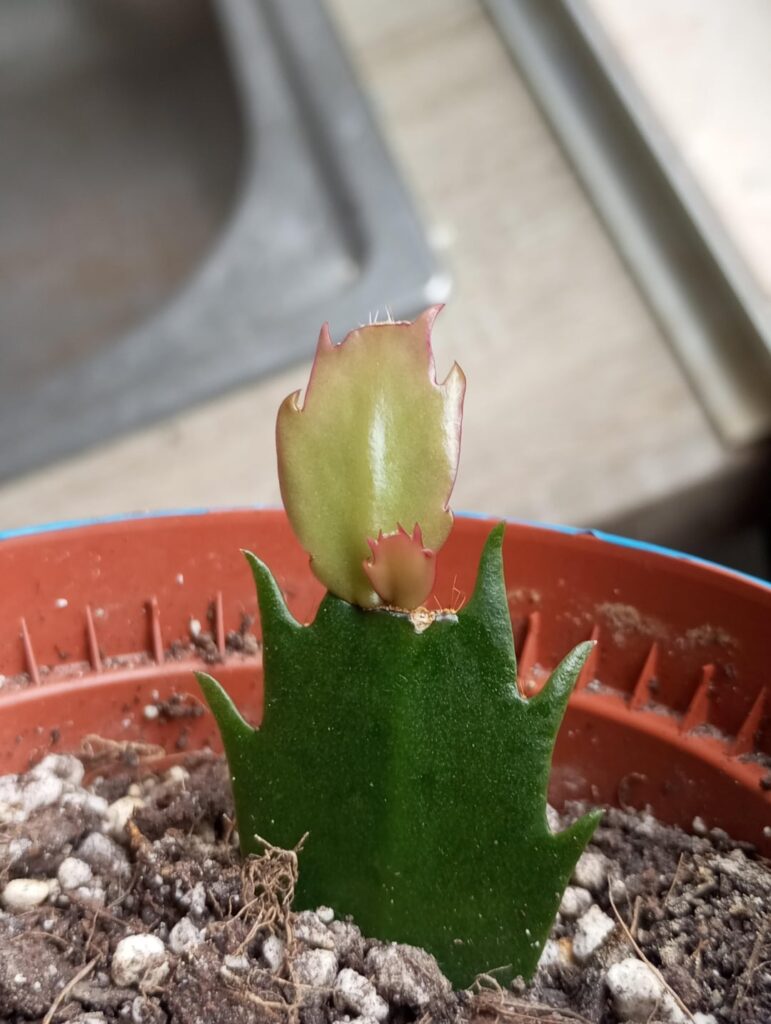 This mini leaf is so adorable 😭