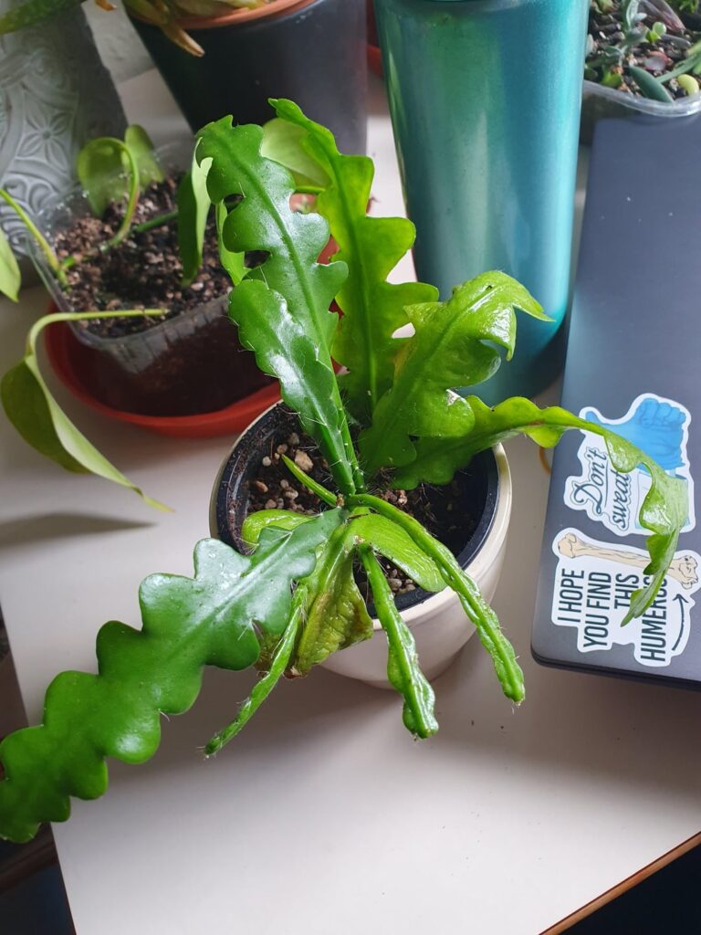 What's wrong with this fishbone cactus?