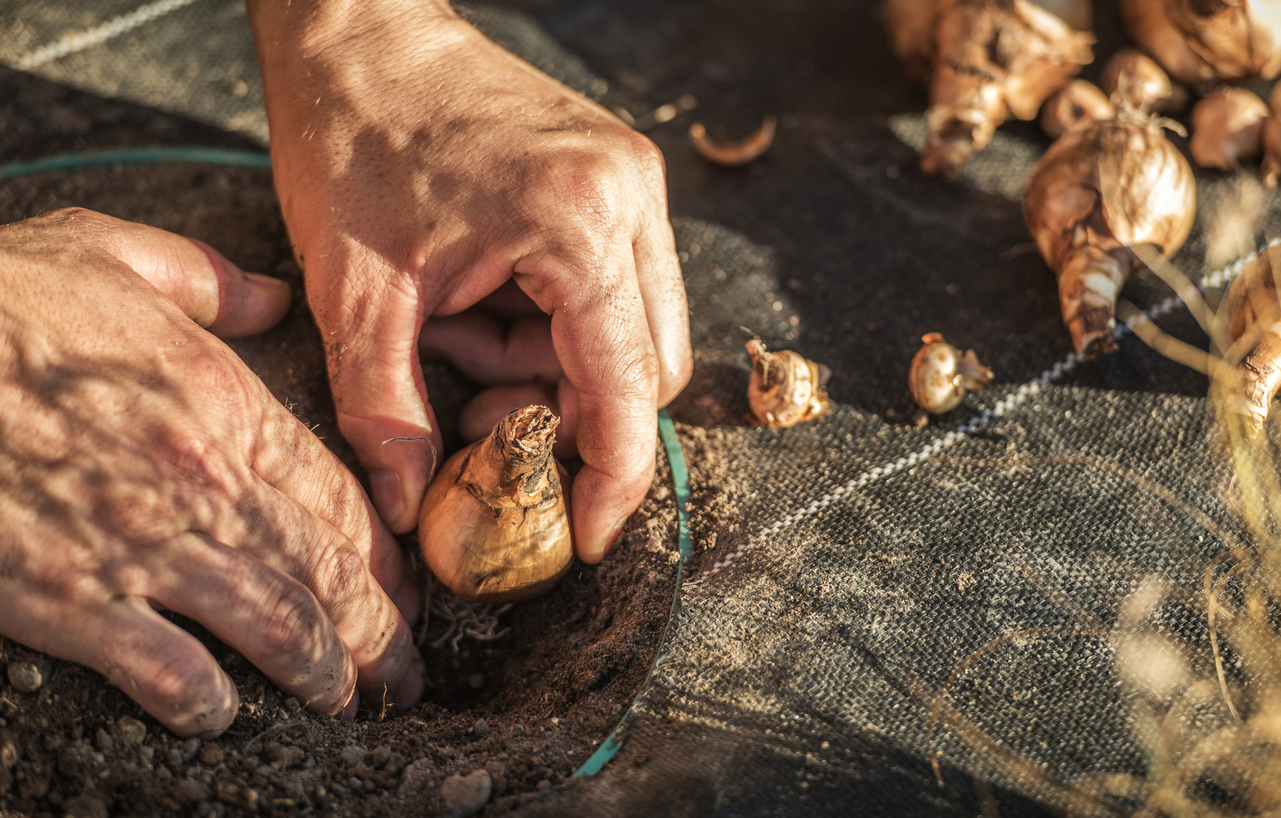 Man planting bulbs