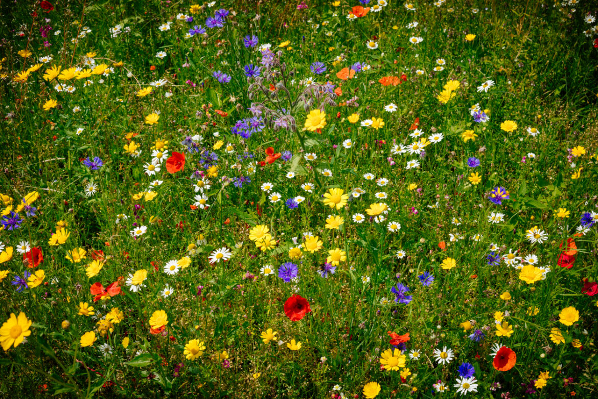 A grass field adorned with a myriad of flowers in an array of breathtaking colors. (iStock │ #1856236102 - Vladislav Gomzyakov)