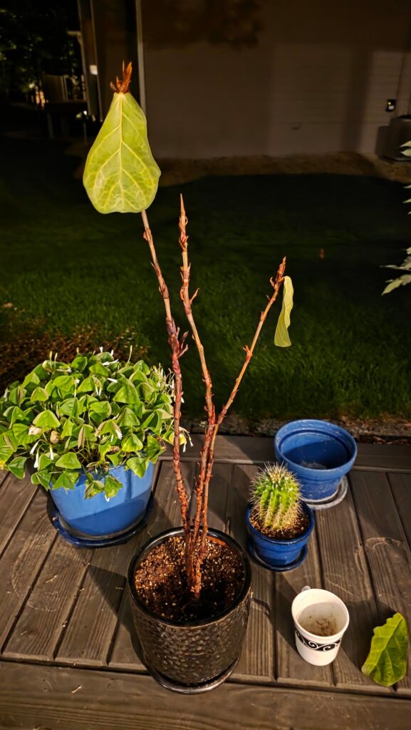 Is it time to chop? Is she salvagable?
