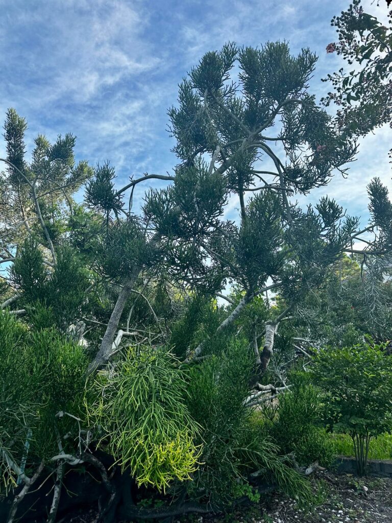 Ginormous Pencil Cactus (Euphorbia Tirucalli) Help! Ginormous Pencil Cactus (Euphorbia Tirucalli) Help!