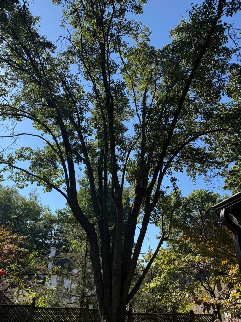 What tree is this?