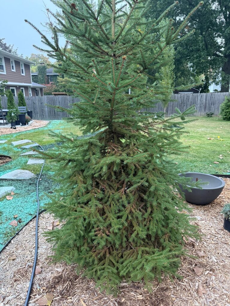 Is my tree dying? Is my tree dying?