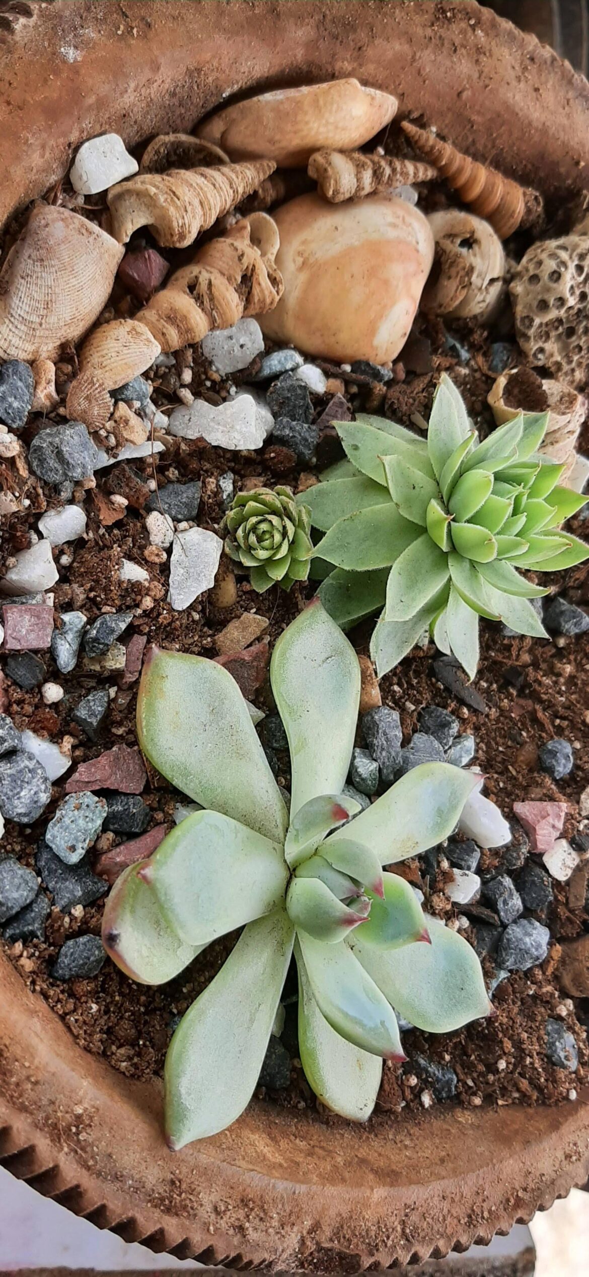 First Succulents back in 2020