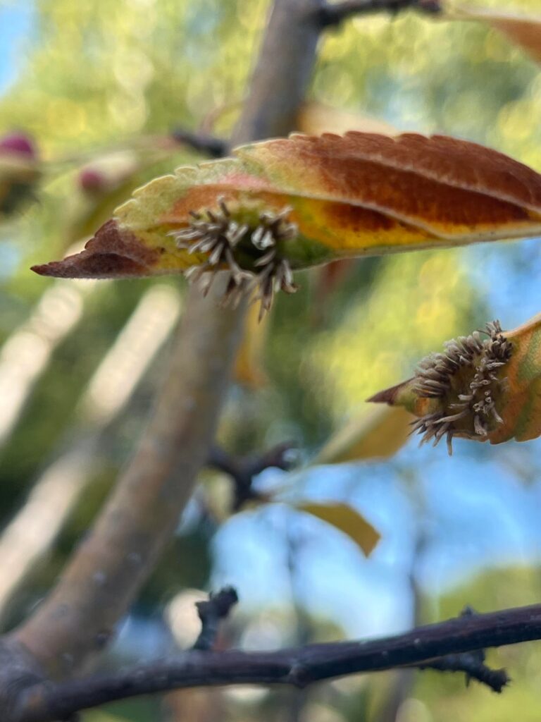 What’s going on with my firebird crabapple