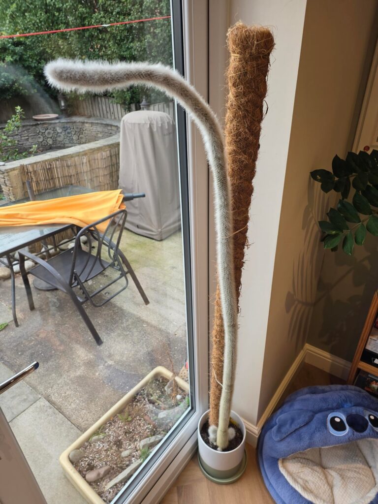 What should I do with my cactus?