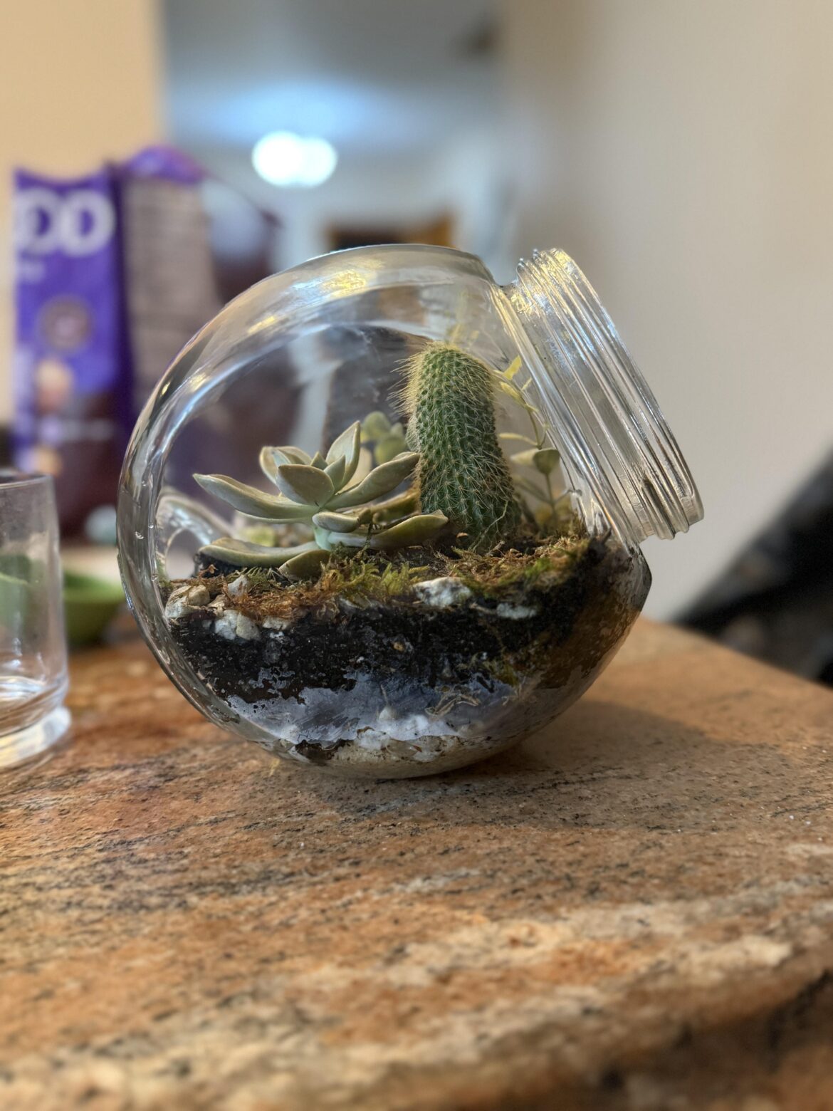 first terrarium!