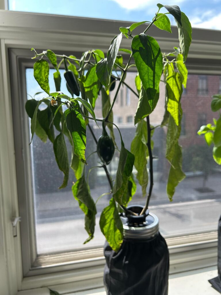 Jalapeno plant not absorbing water anymore