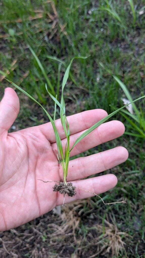 Is this nutsedge? Just overseeded