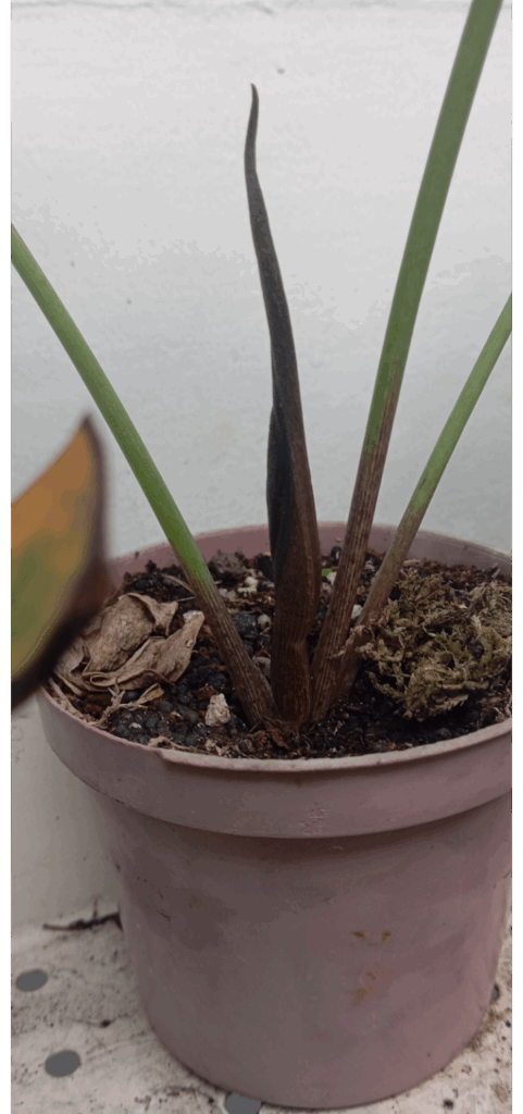 Is this a flower on my Typhonium?