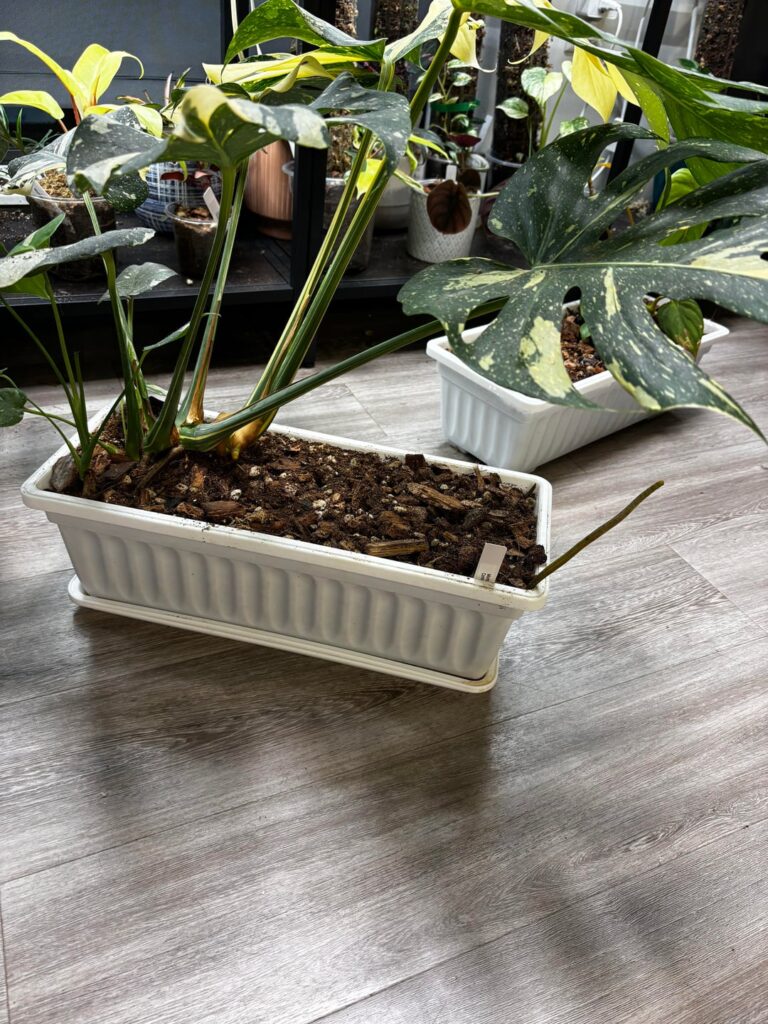 Just noticed my Thai con. has a massive erection