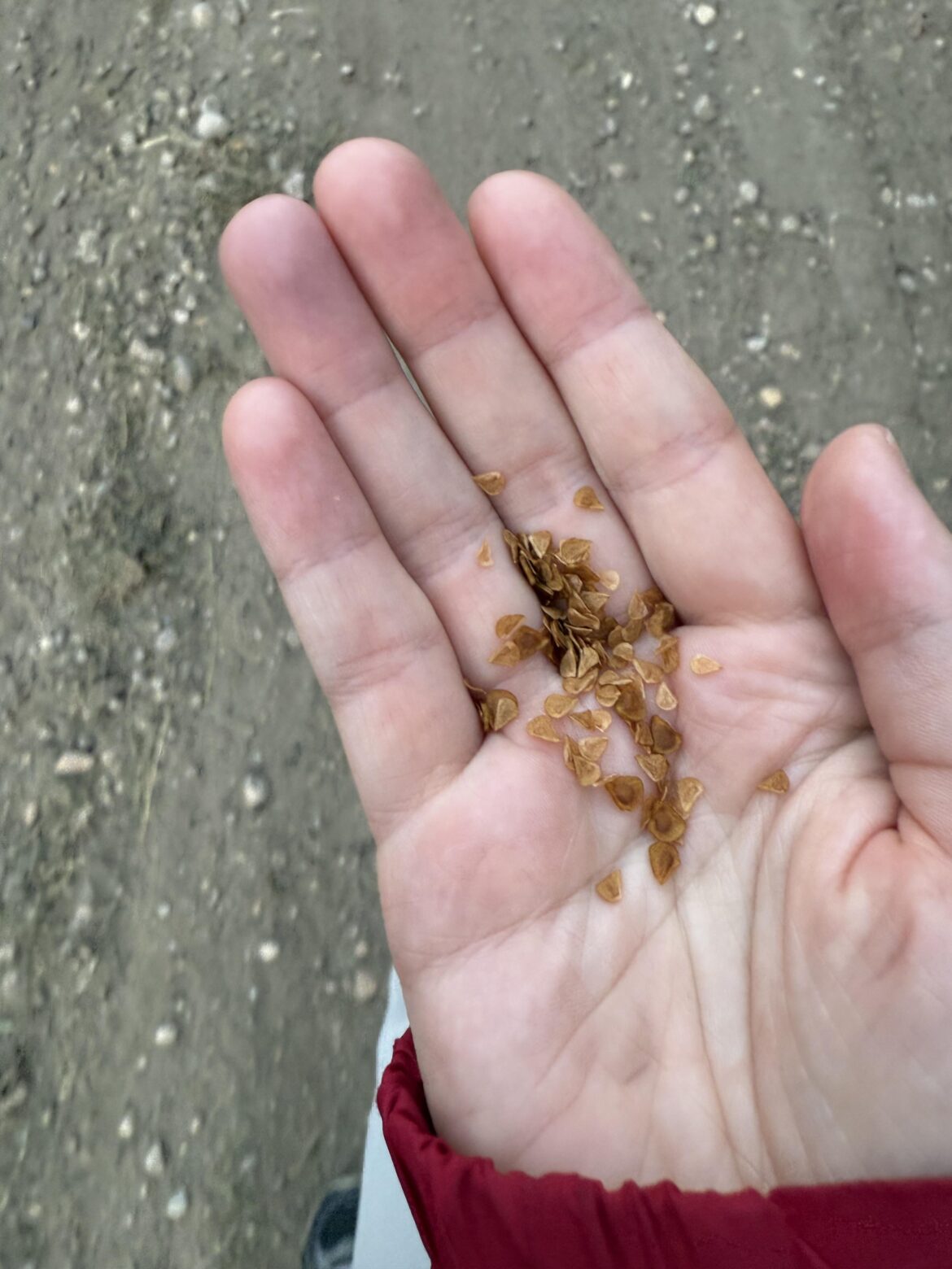 Wood Lily (Lilium philadelphicum) seed germination Wood Lily (Lilium philadelphicum) seed germination