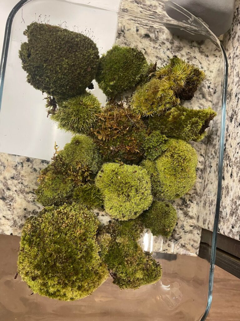Would you keep this moss?