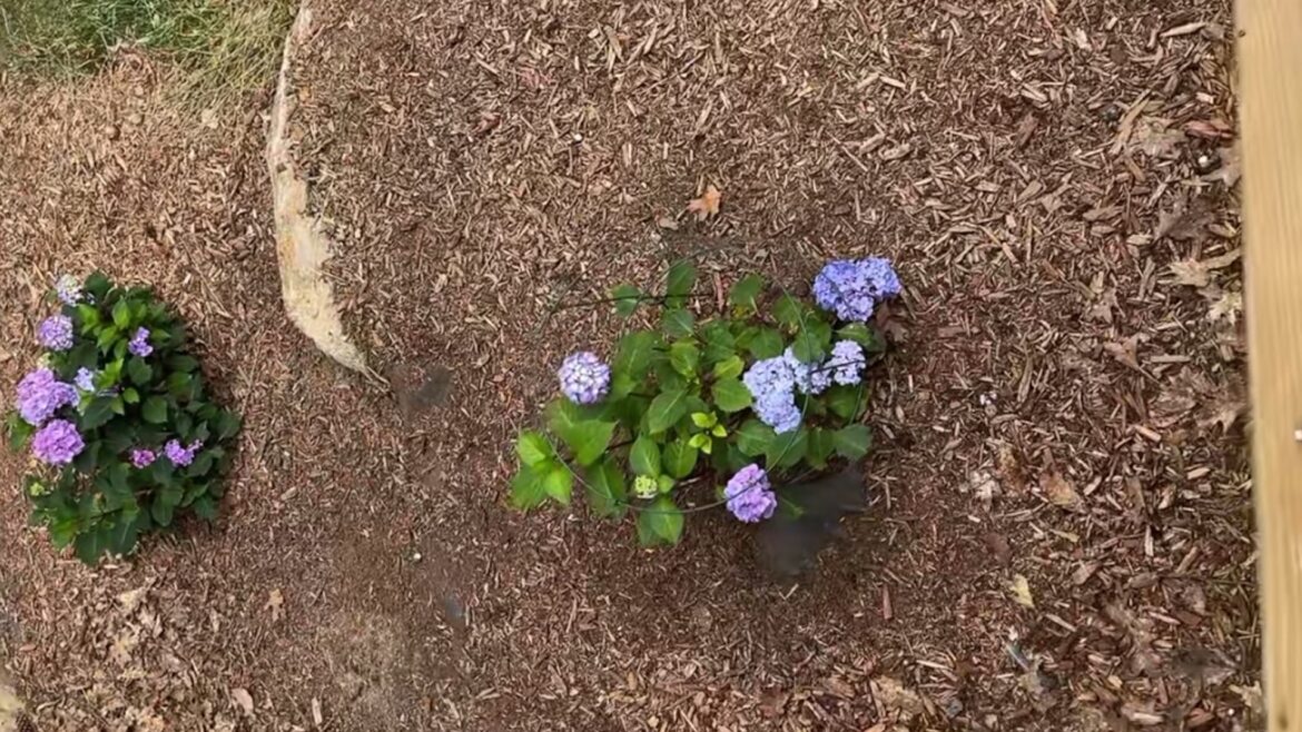 ‘Plants of all kinds love it’ The results speak for themselves.