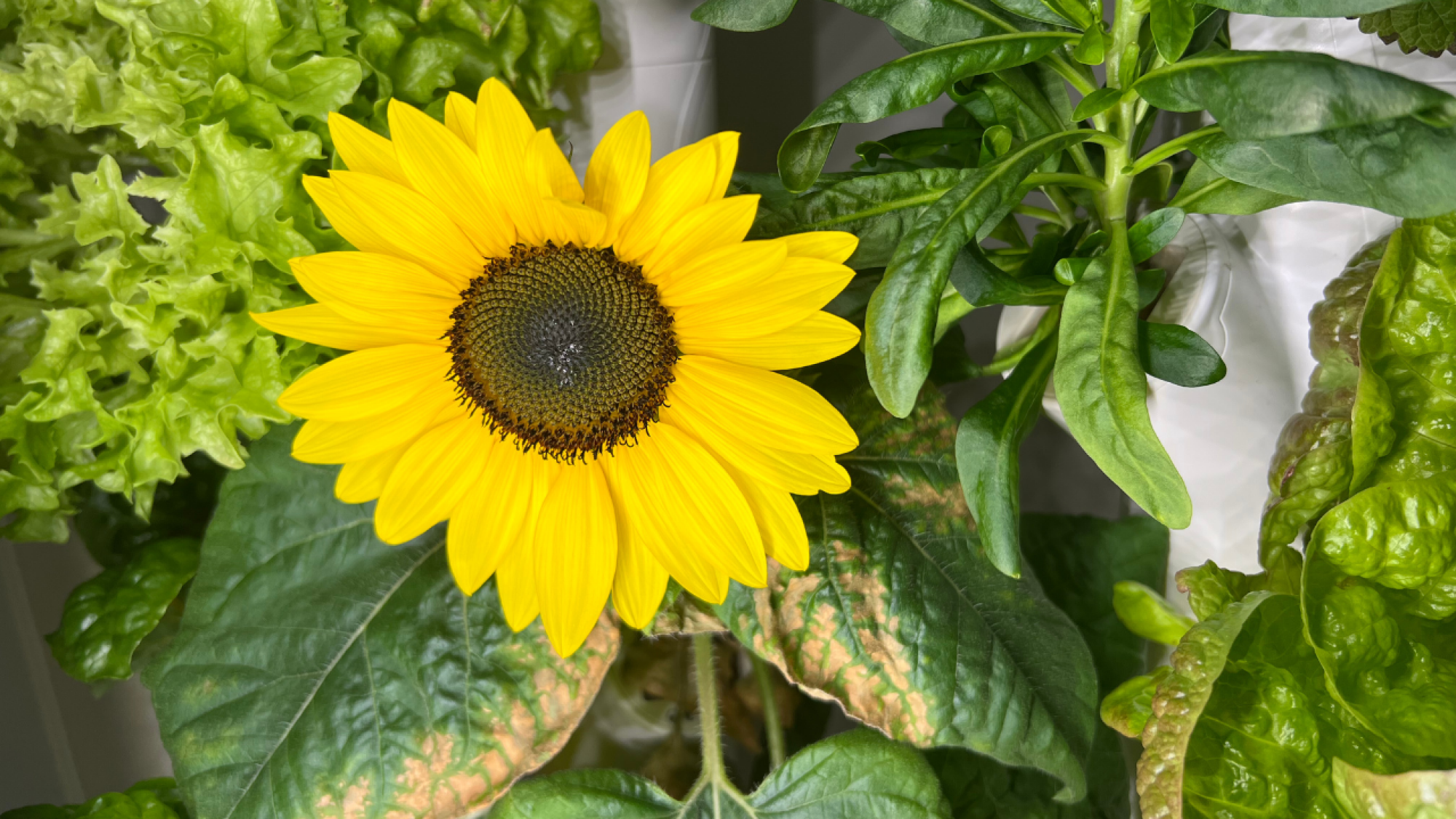 sunflower surrounded by other greenery