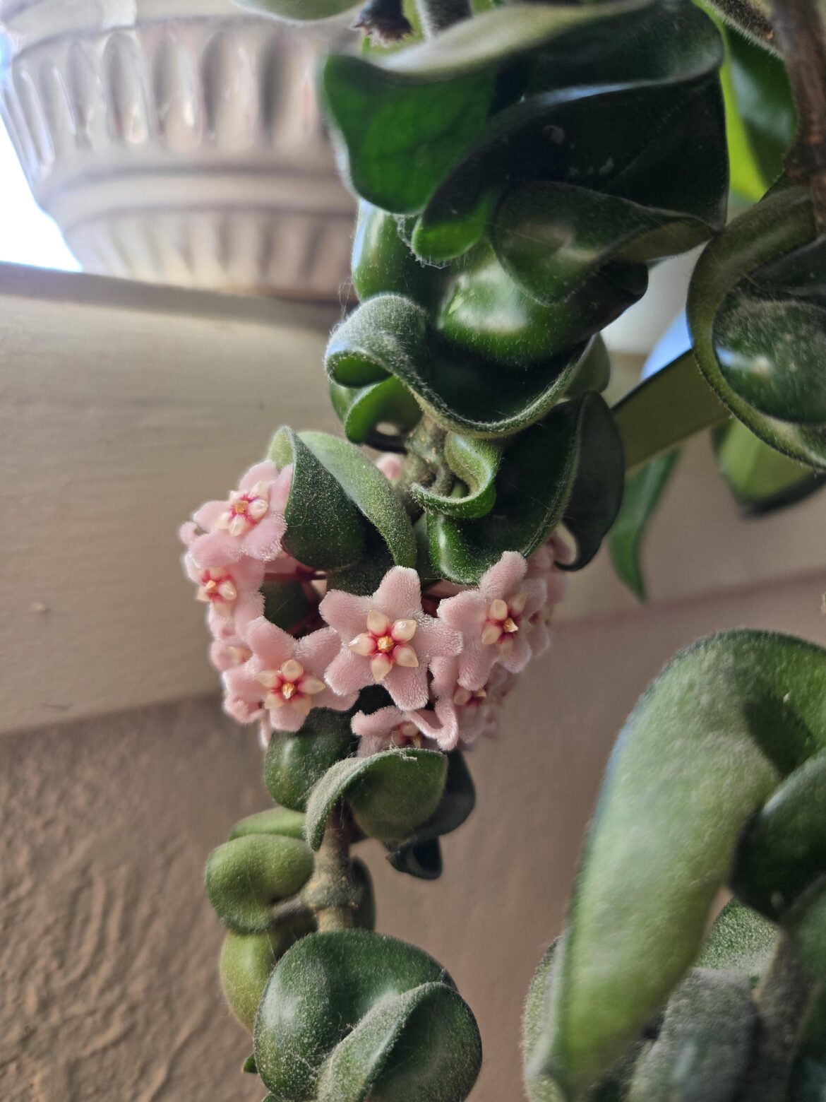 Did you know Hoya Compacta puts out flowers like this? Did you know Hoya Compacta puts out flowers like this?