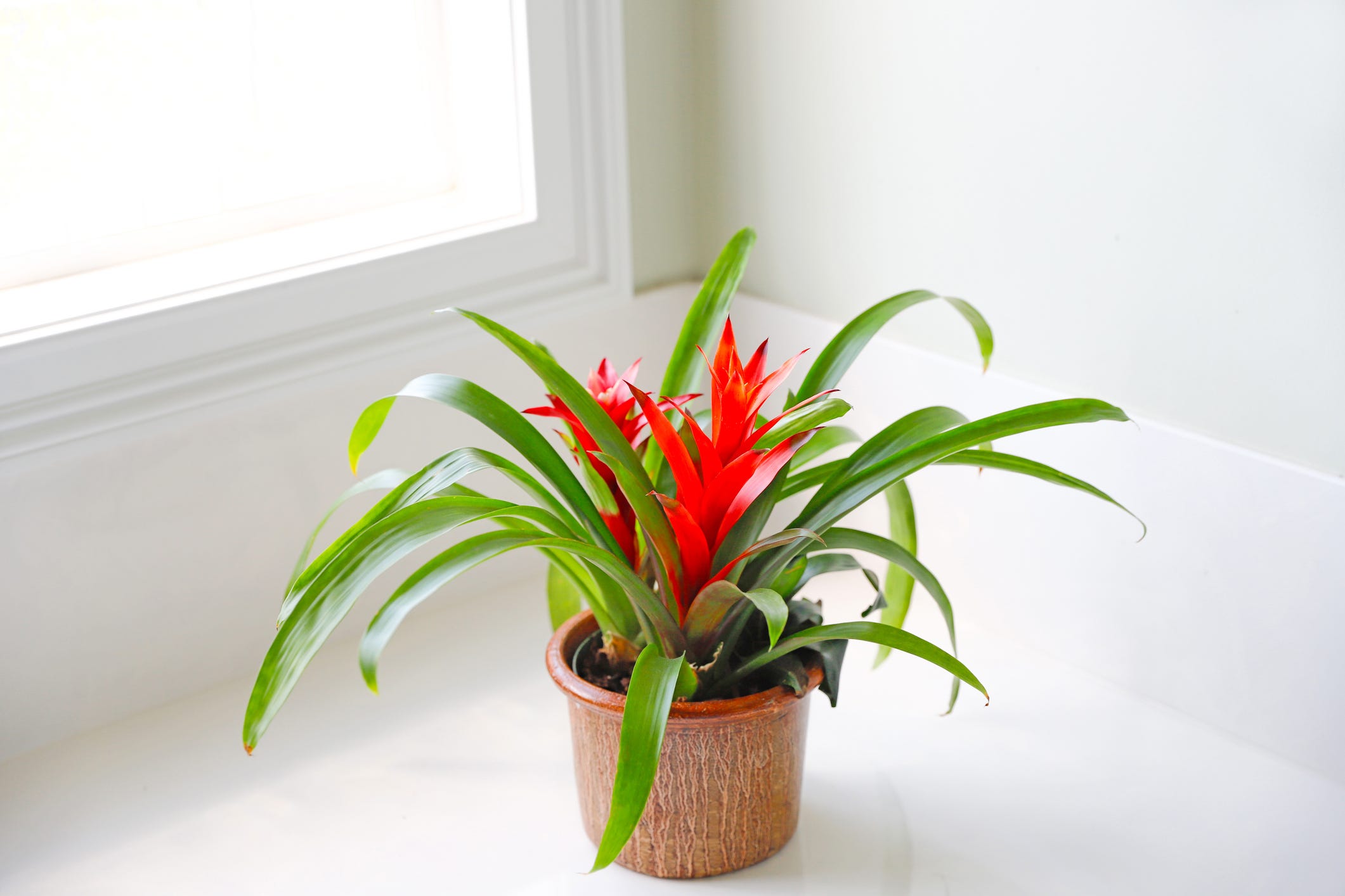 indoor plant bright bromeliad