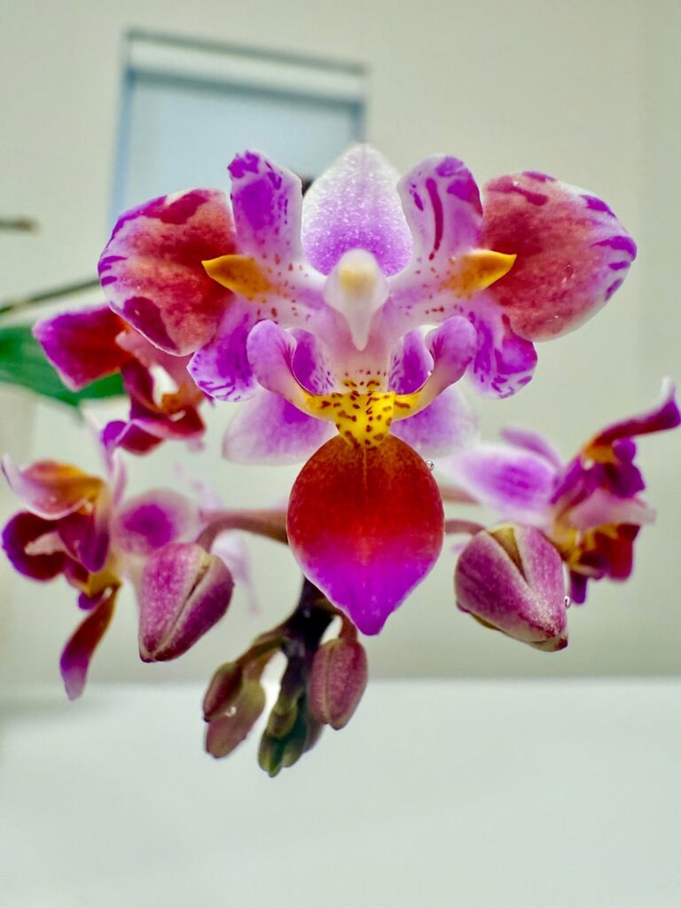 Parent and keiki bloomed all summer!