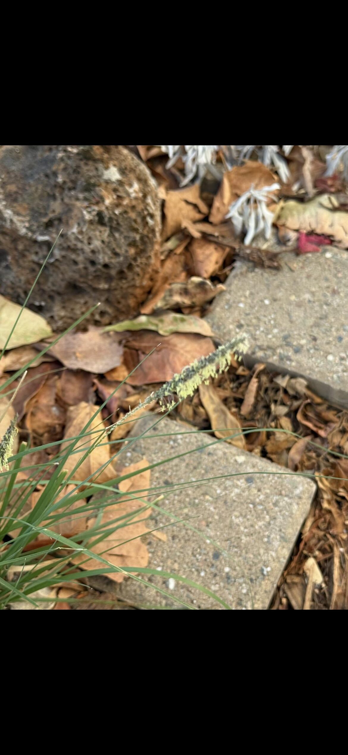 Hi there! I have a dog in the emergency room after eating this plant. Not sure what it is, hoping this community can help? :)