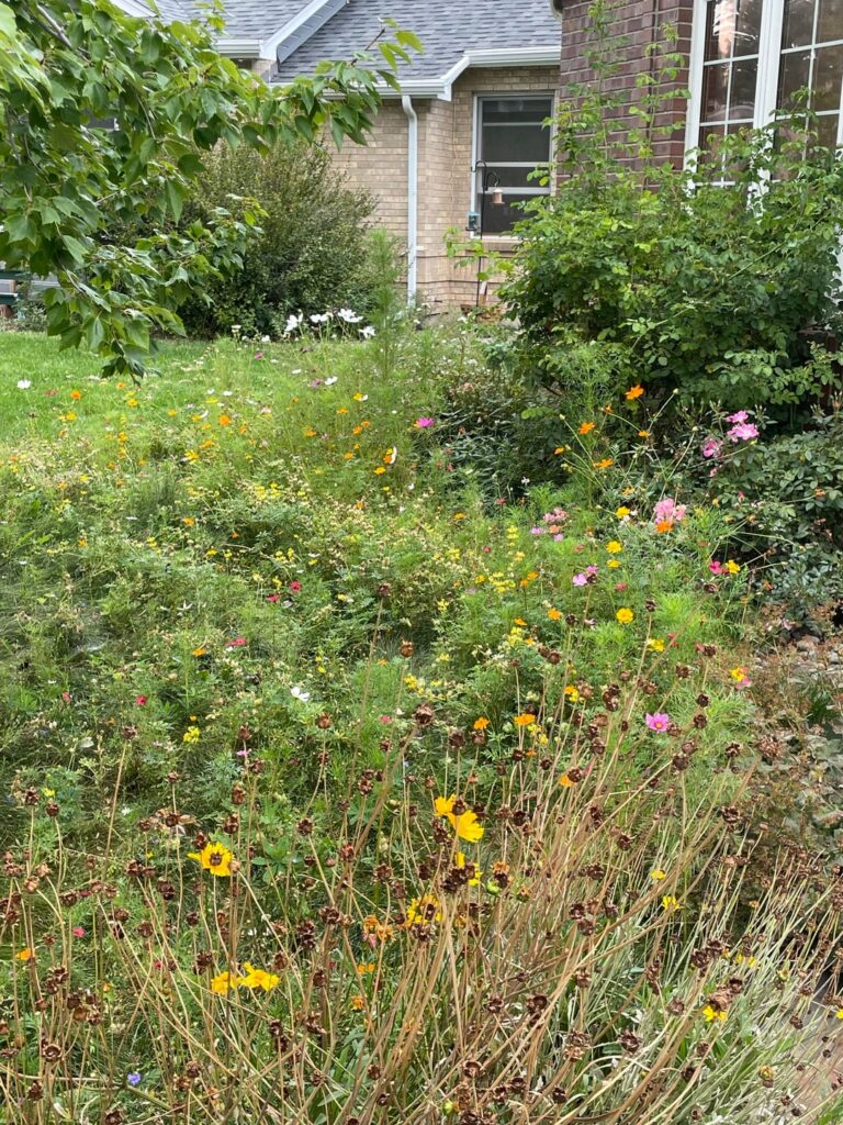 I had a little bit of lawn left so I did this I had a little bit of lawn left so I did this