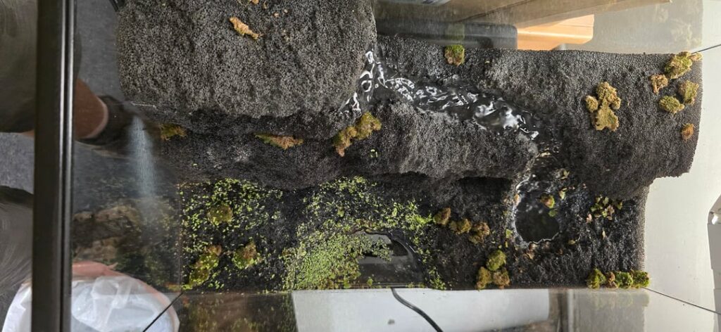 What animal (s) and plants to add and substrate? What animal (s) and plants to add and substrate?