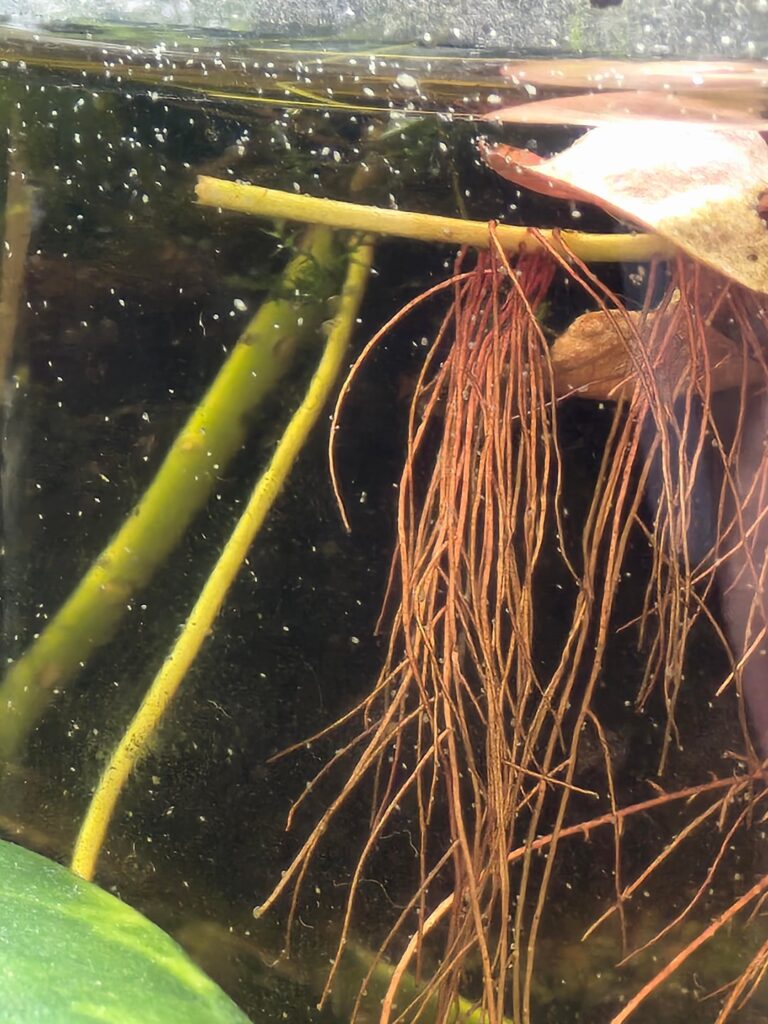 I never knew I could love these so much...