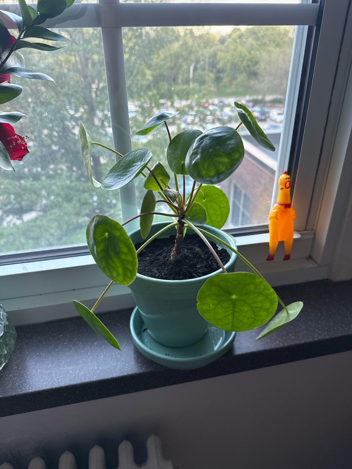 Damaged roots! Will my plant survive?