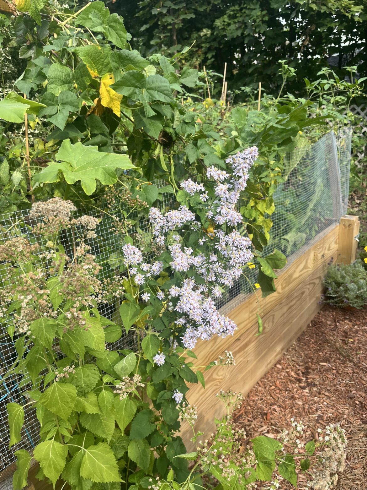This Symphyotrichum went from tall green spike to covered in flowers in 3 days flat.