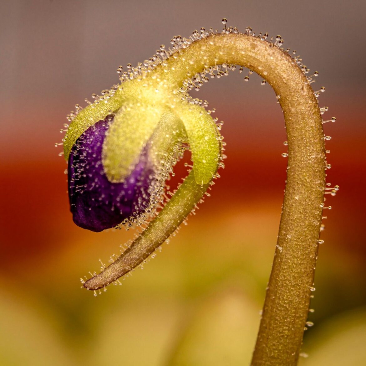 Pinguicula ‘Anna’ showing off a new bud