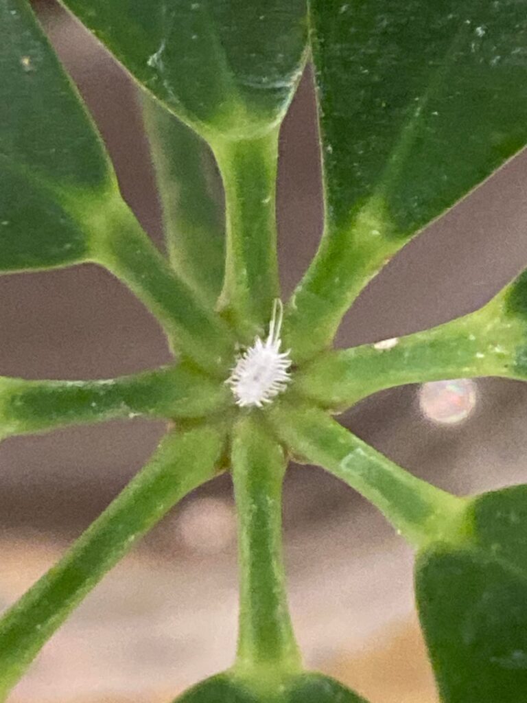 Found these bugs on a plant I got from a fish store, what are they?