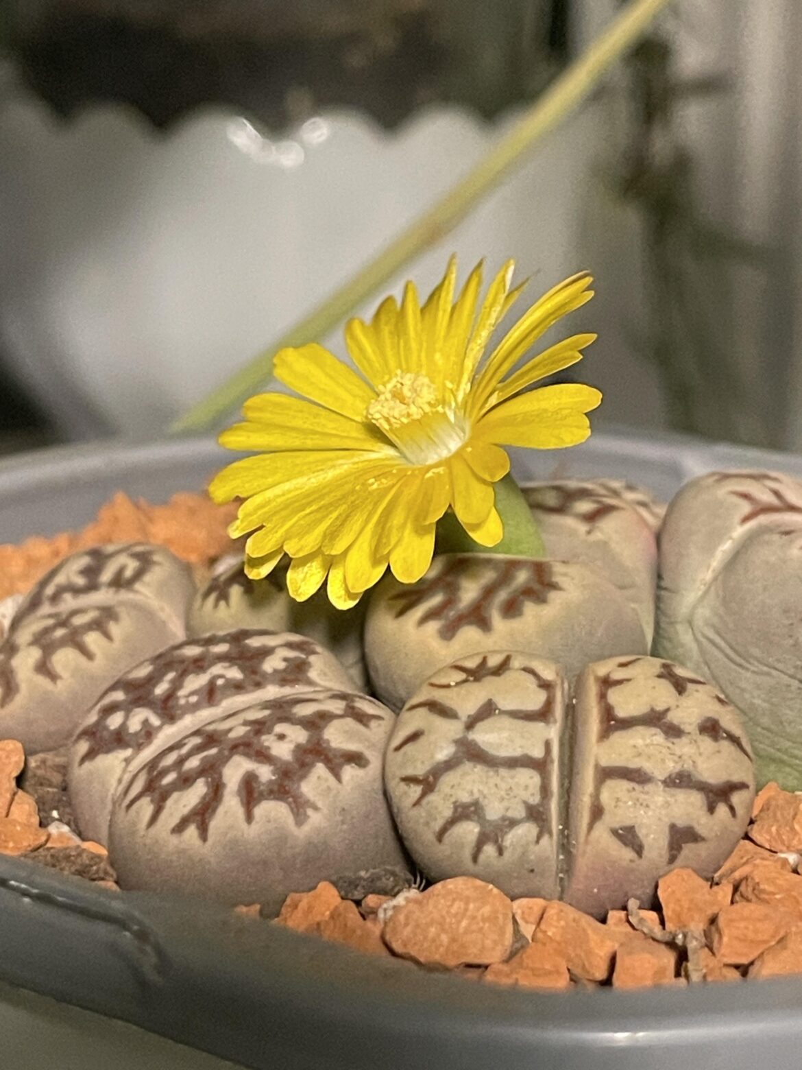 My first lithops flower 🥰