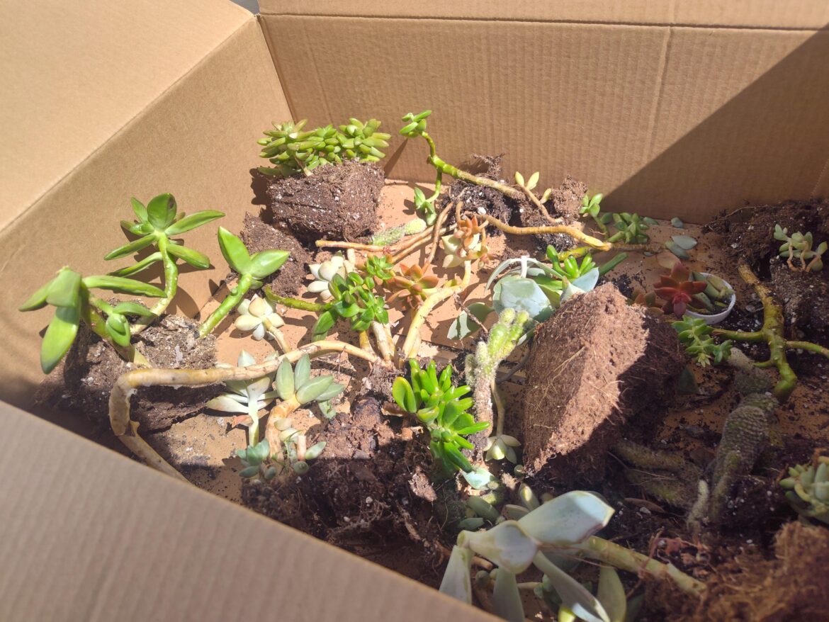 Is anyone in Milwaukee interested in this box of succulent "scraps"? Pick-up/drop-off/meet in neutral location - your choice