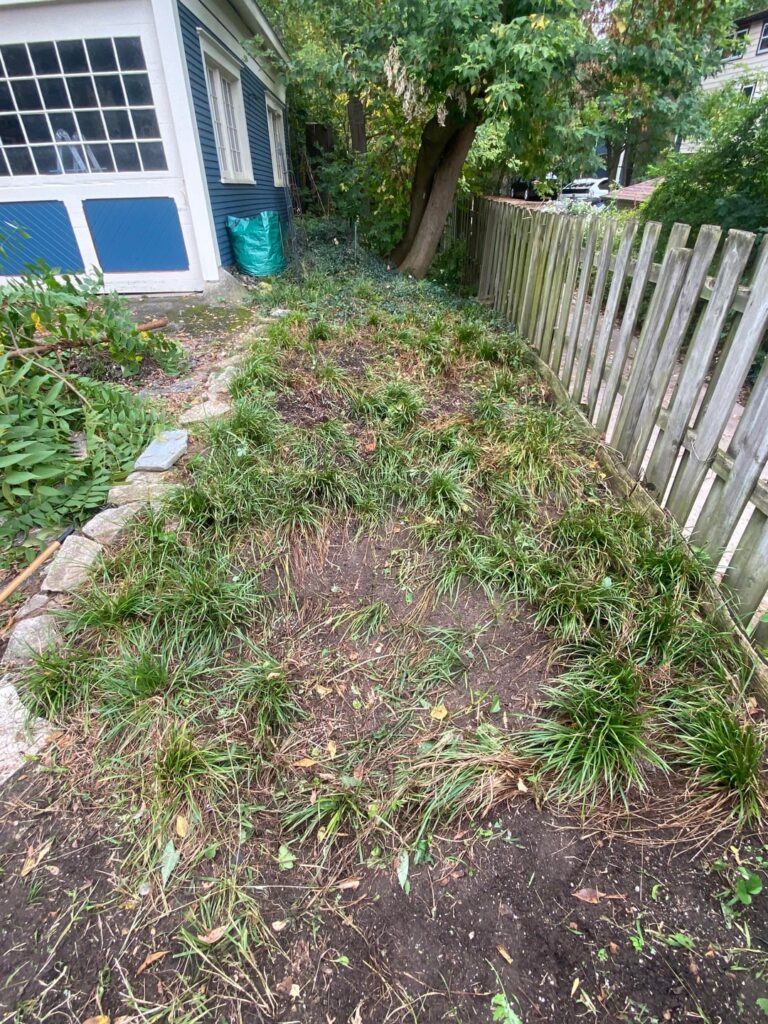 Lilyturf cleared!