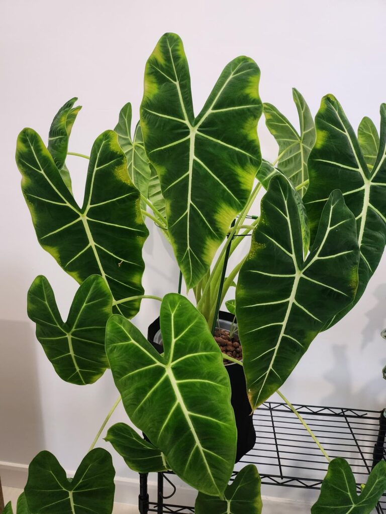 Please help with yellowing on my Alocasia Micholitziana