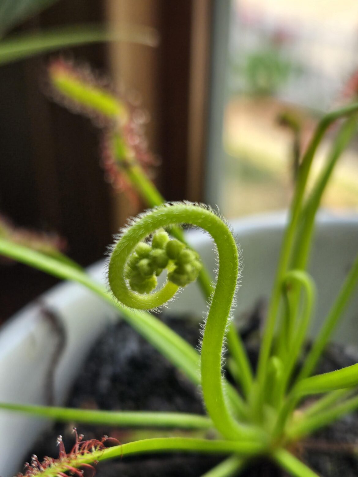 Is my sundew really blooming?!