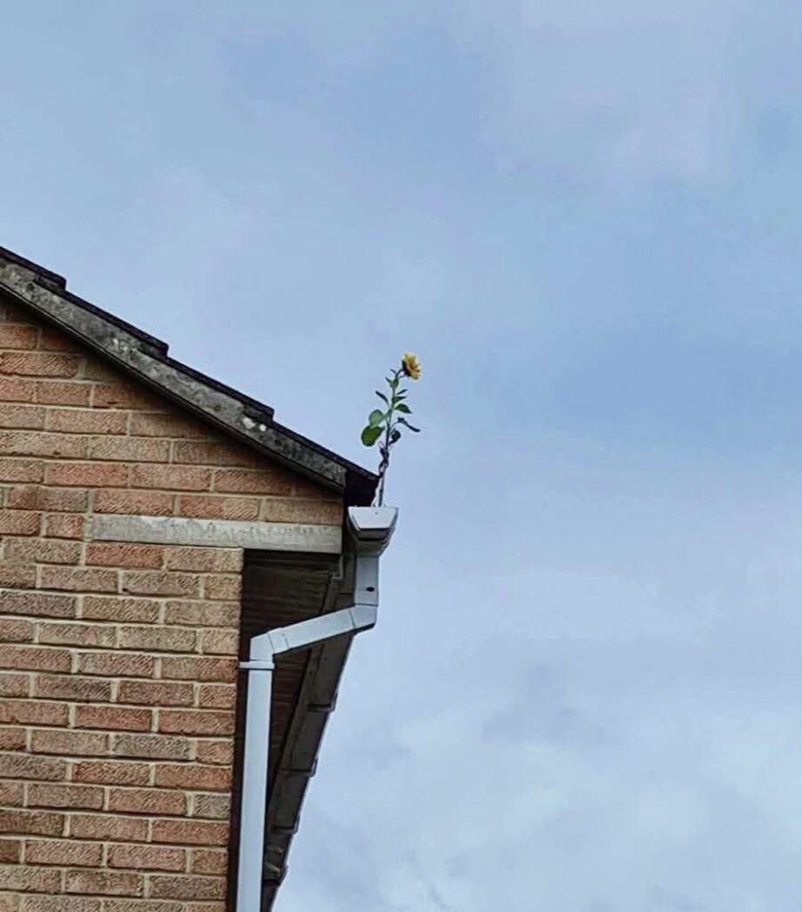 There’s a sunflower growing on this neighbor’s roof.