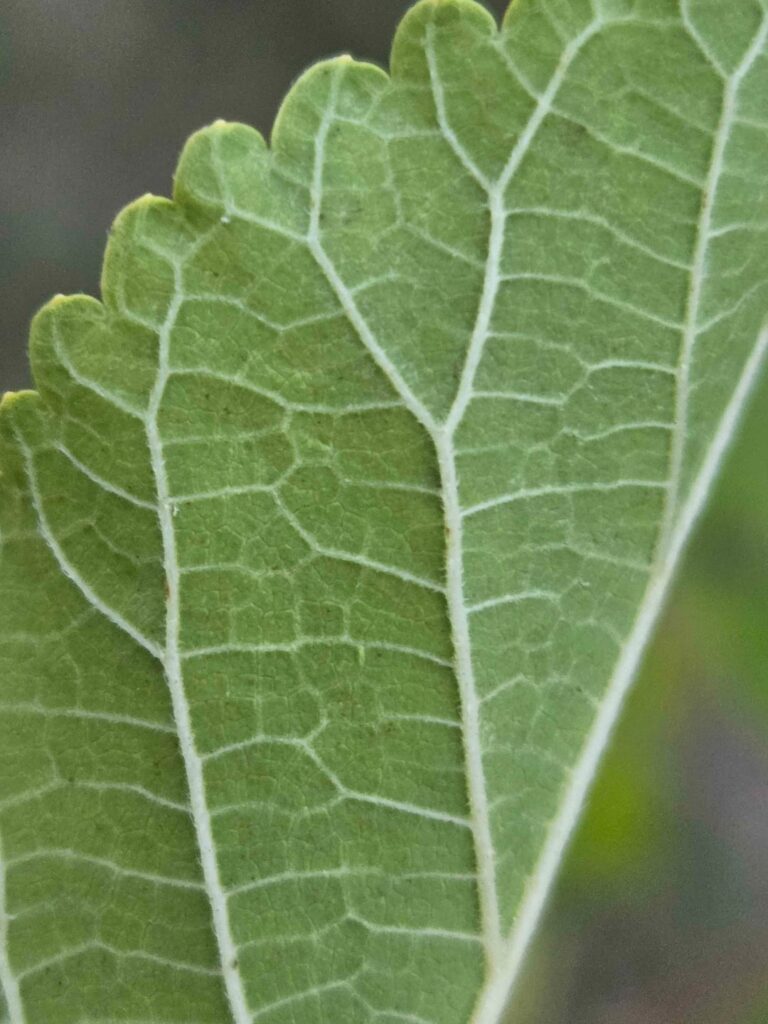 Has anyone actually bought red mulberry that they independently identified as a red mulberry? Has anyone actually bought red mulberry that they independently identified as a red mulberry?