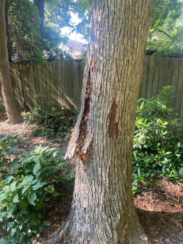What’s wrong with my tree?
