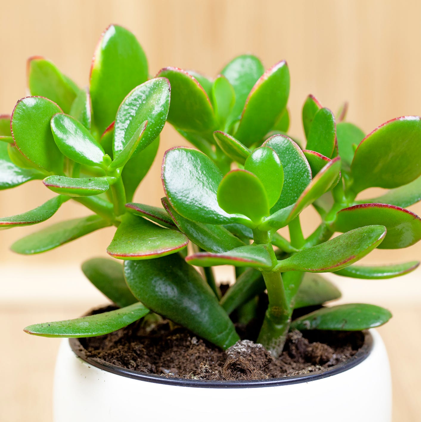 good luck plants jade plant