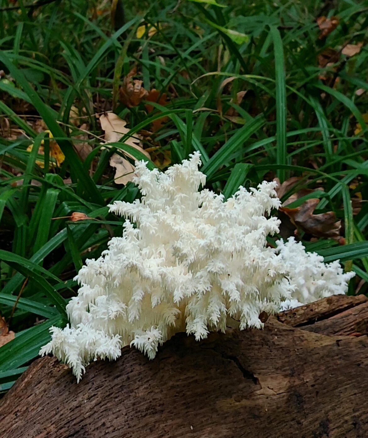 Coral tooth fungus (Hericium coralloides)
