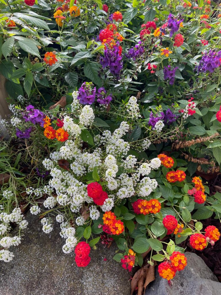 These are so pretty, what are they? These are so pretty, what are they?
