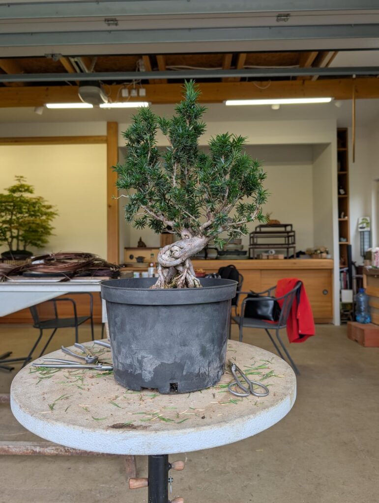 First styling of a yew