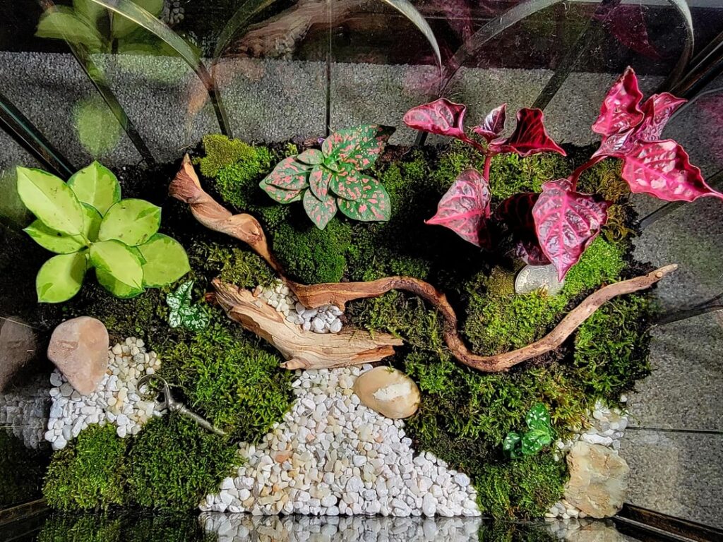 Wardian Case Terrarium