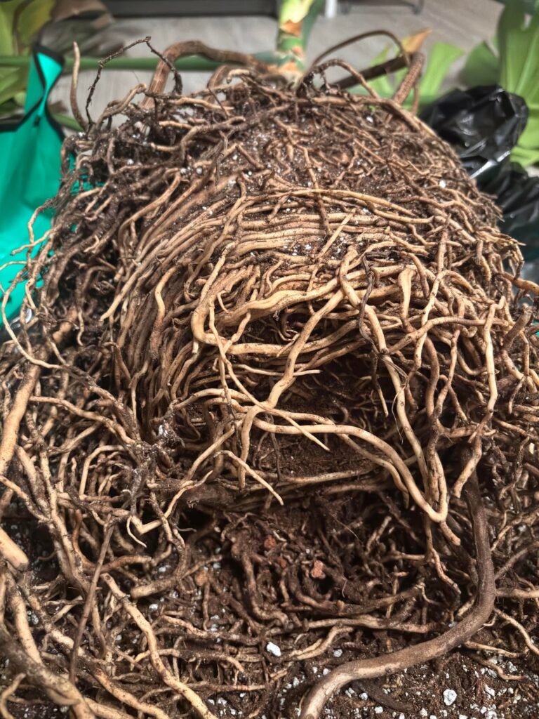 Is there any hope left for Buttercup? Is there any hope left for Buttercup?