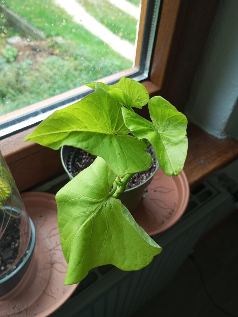 I have this beautiful cutting which I believe is sweet potato 🥔😂