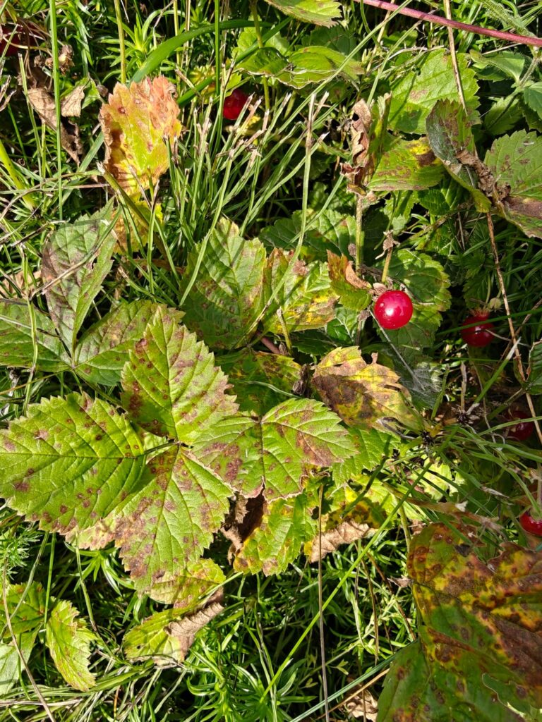 Berry identification