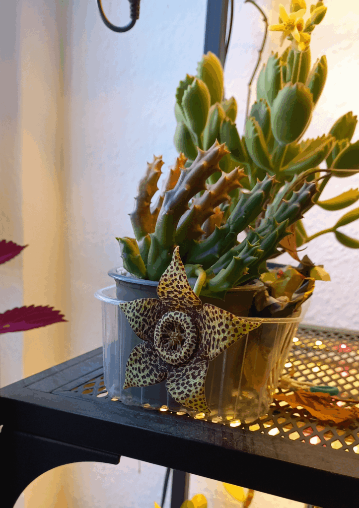It hurt my heart to cut off my first Stapelia flower, but it made my apartment smell like cat breath :/