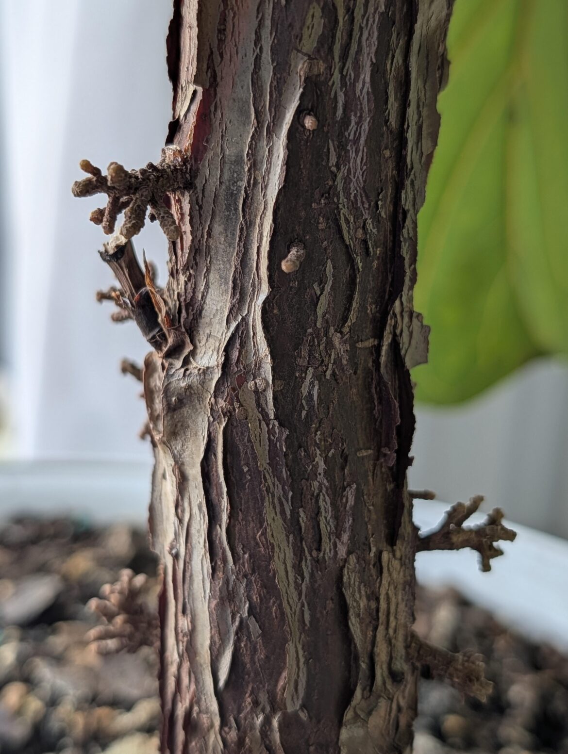 Growths on fiddle leaf tree trunk