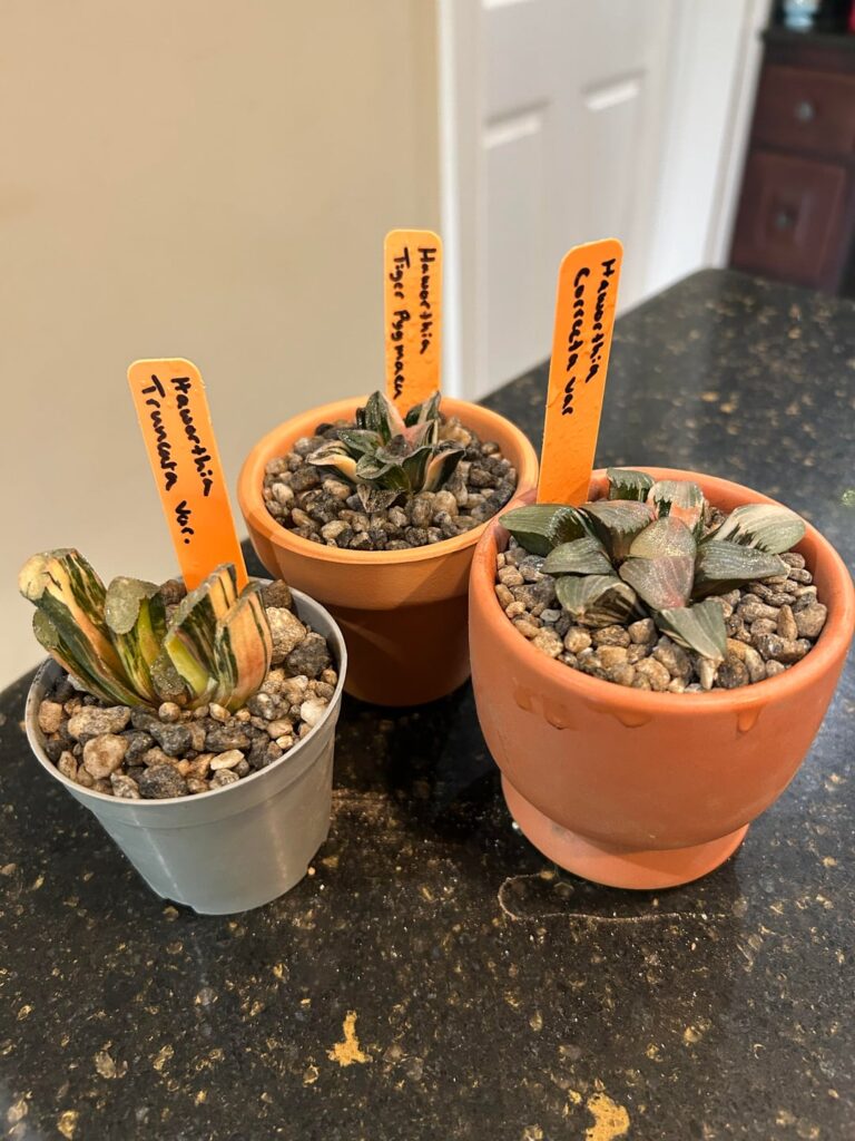 A trio of verigated Haworthia.